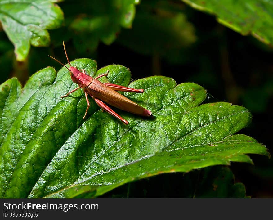 Brown grasshopper sitting on a leaf. Brown grasshopper sitting on a leaf