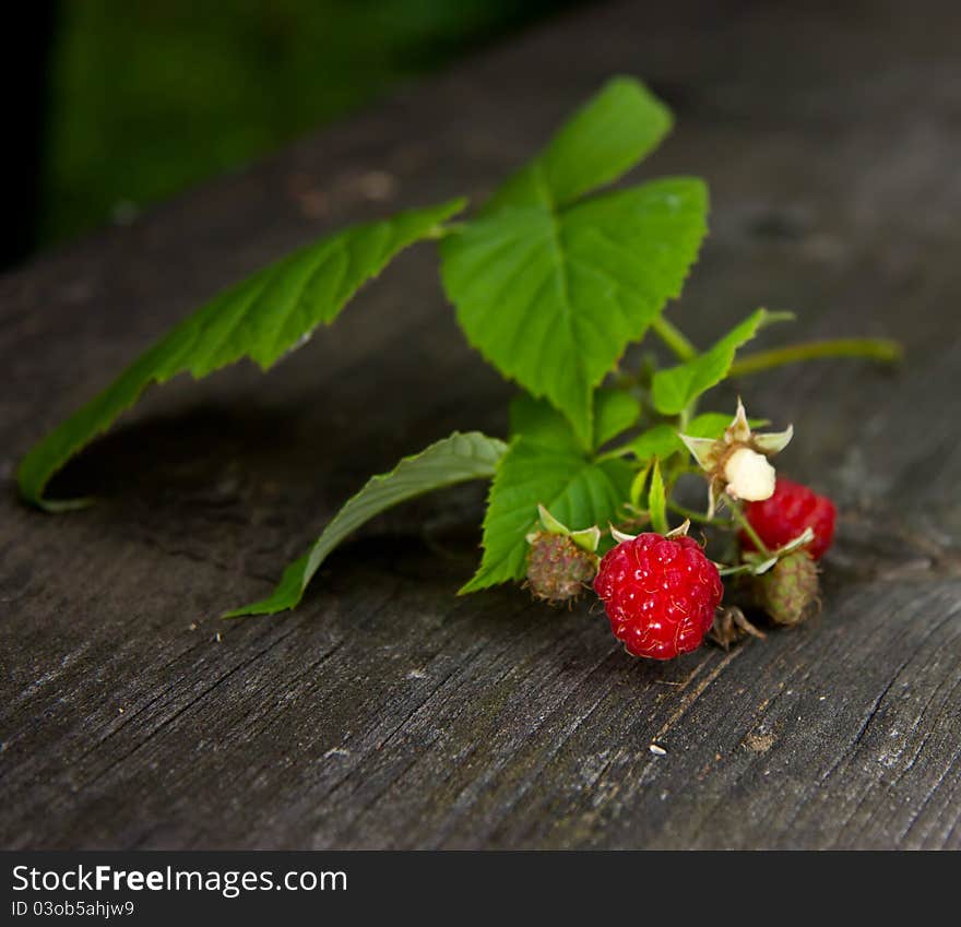 Wild raspberry branch