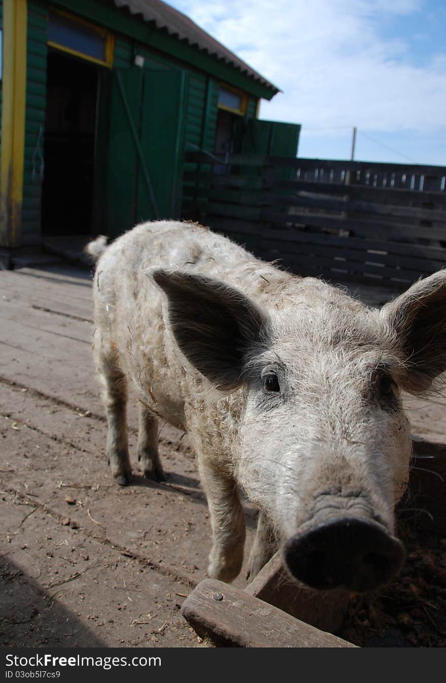 Curly Piggy