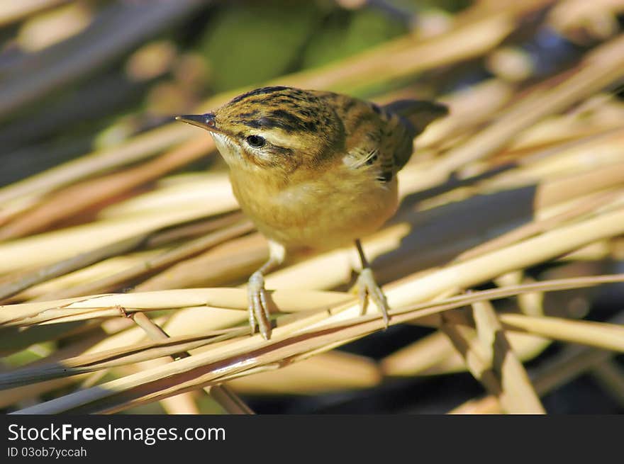 Sedge Warbler (Acrocephalus schoenobaenus)