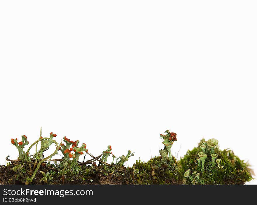 lichens - plants background