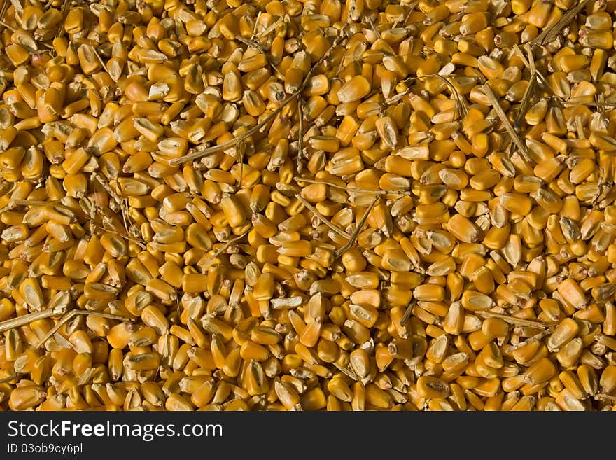 Closeup of corn kernels and straw