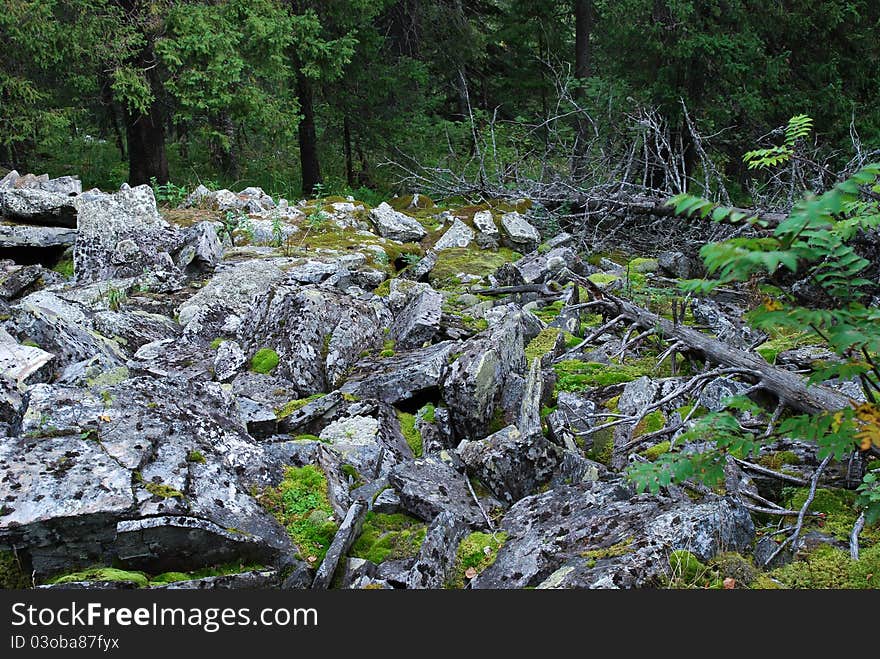 Wind-fallen trees and slide-rocks. Wind-fallen trees and slide-rocks