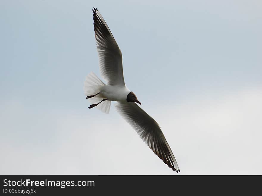 Gull (Larus ridibundus)