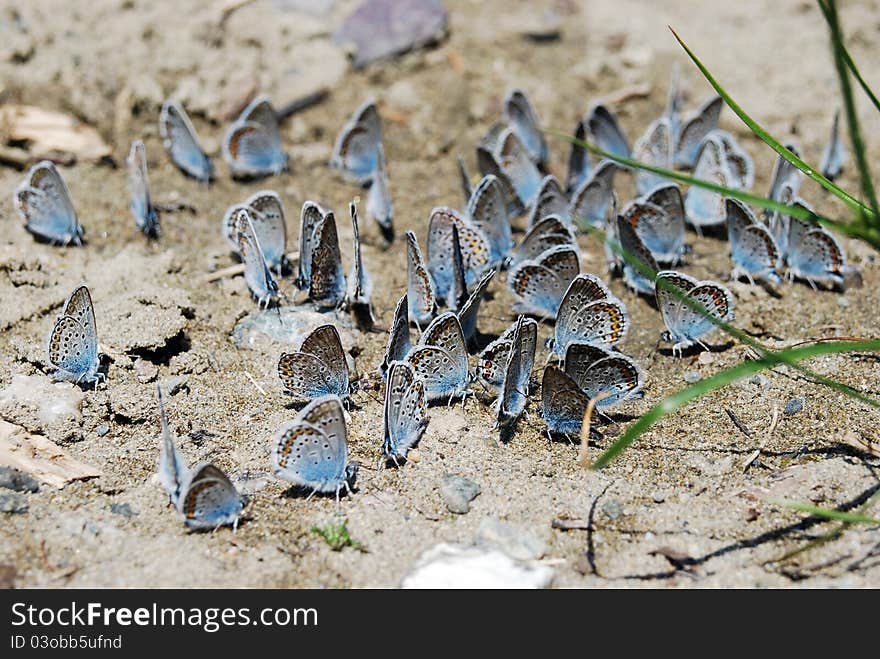 Blue butterflies