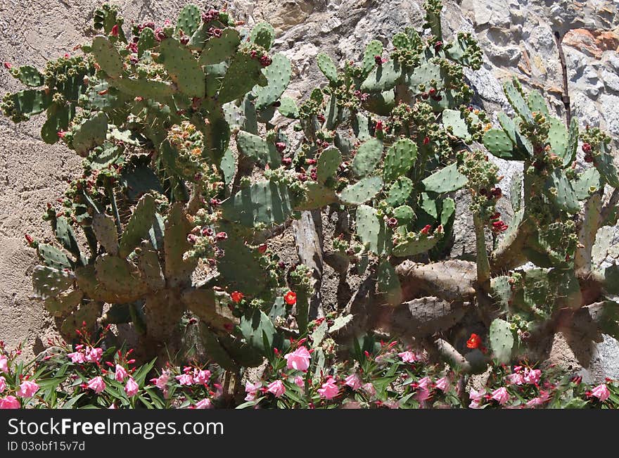 Cactus Flowers and Oleanders Provence