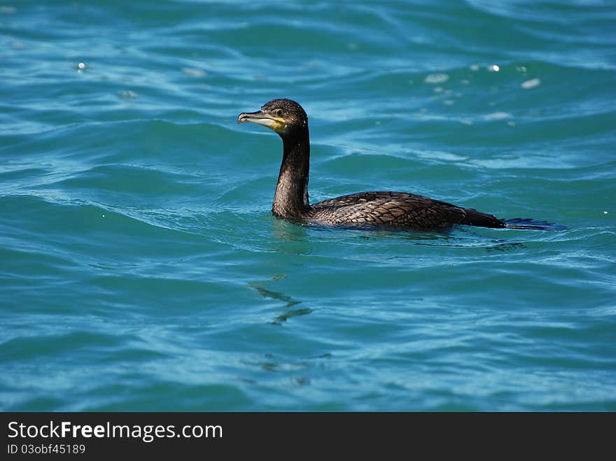 Cormorant