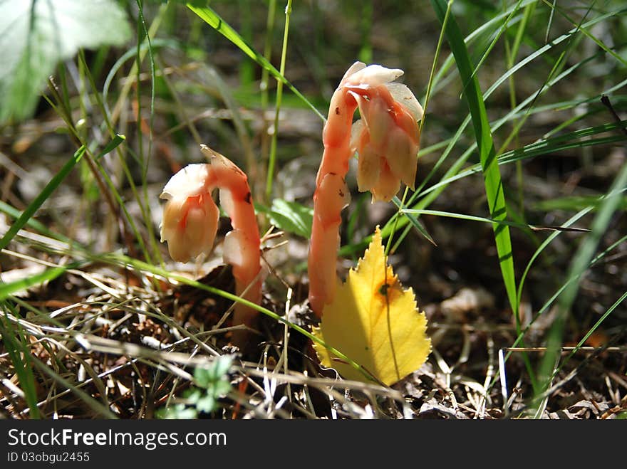 Hypopitys monotropa, also known as Dutchman's Pipe, Yellow Bird's-nest or Pinesap, it is a myco-heterotroph, getting its food through parasitism upon fungi rather than photosynthesis