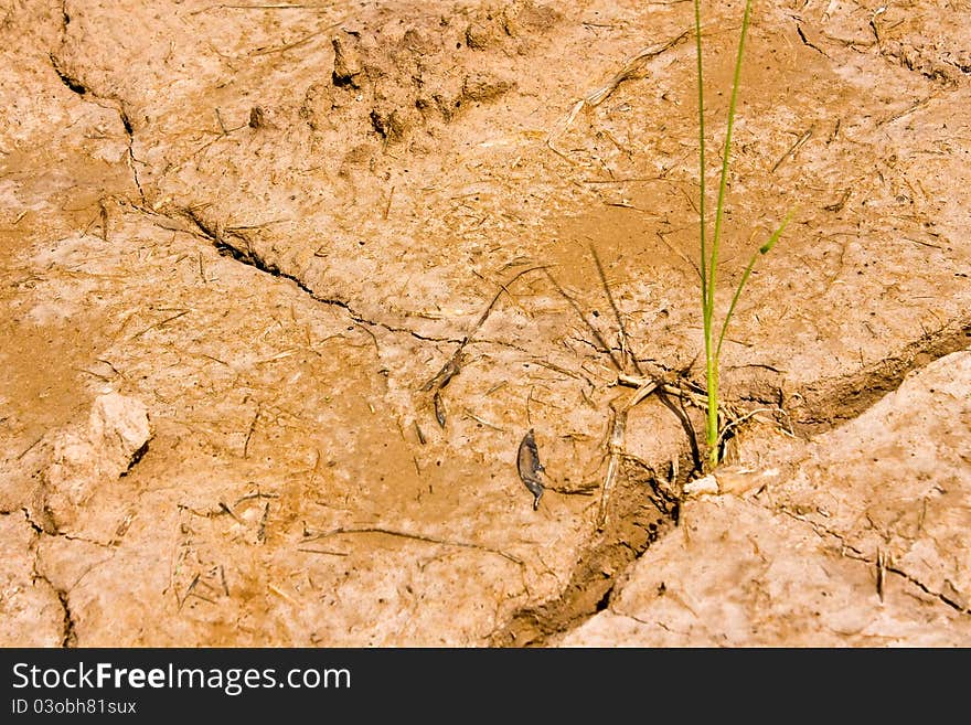 Plant in Dry brown soil