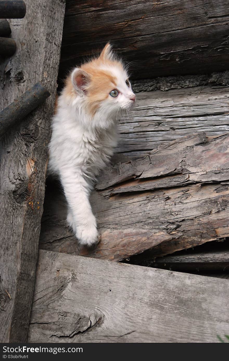 Rural kitten