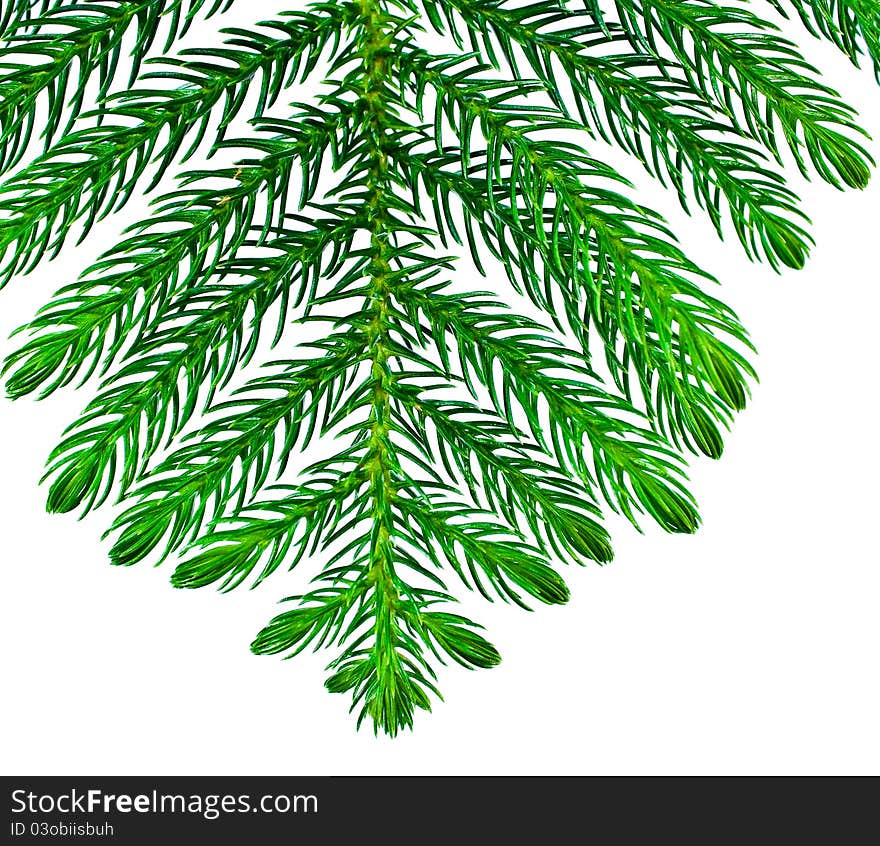 Pine branches isolated