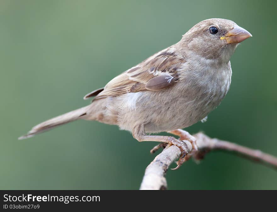 Female Sparrow Perched