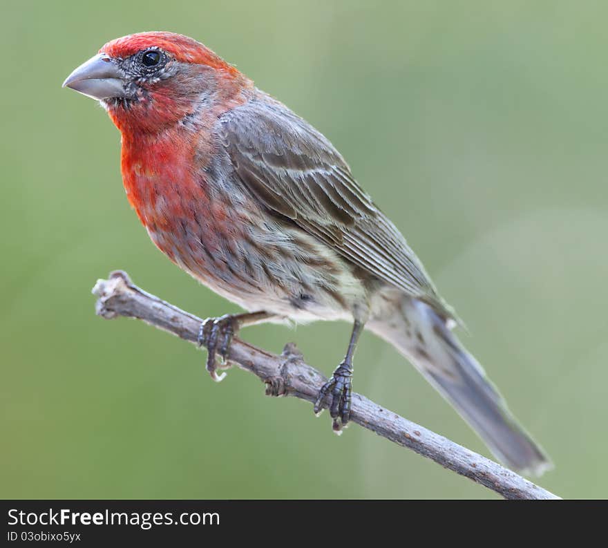 Male house finch perched on branch