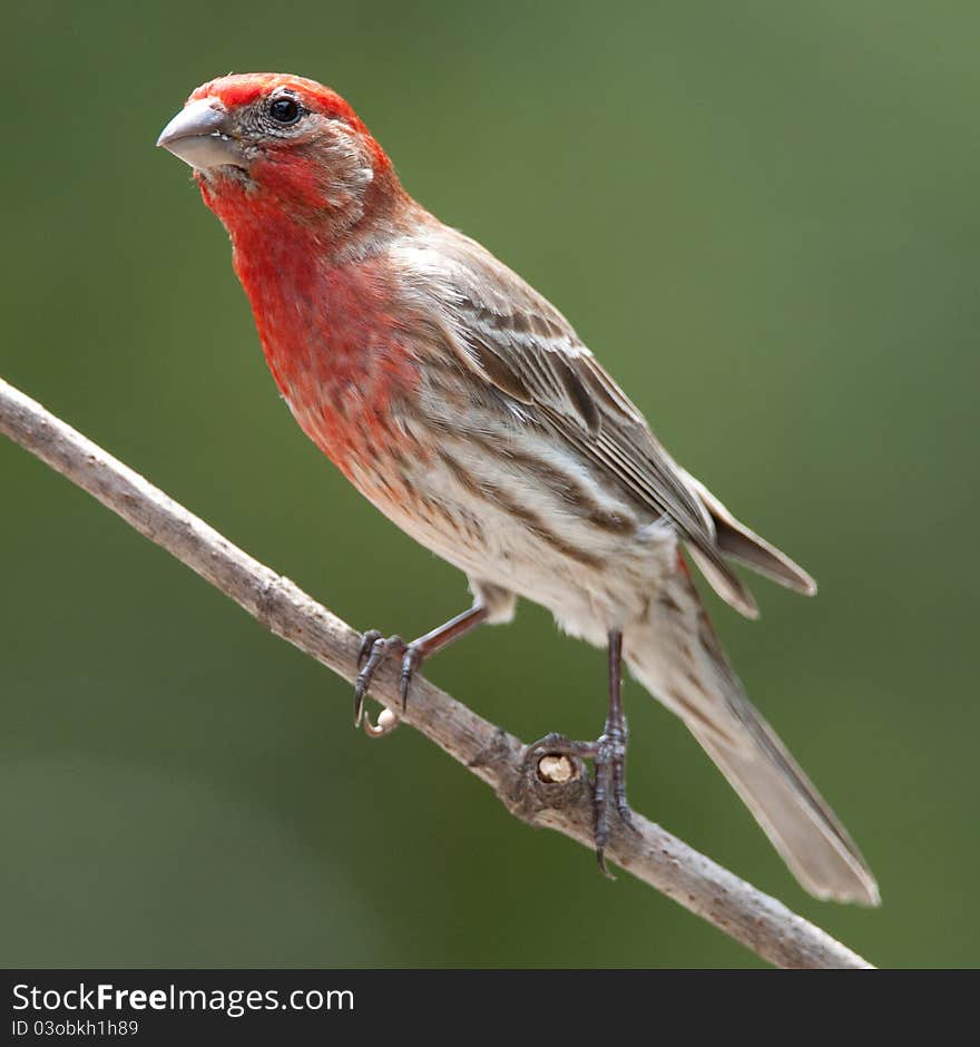 Male House Finch Perched On Branch