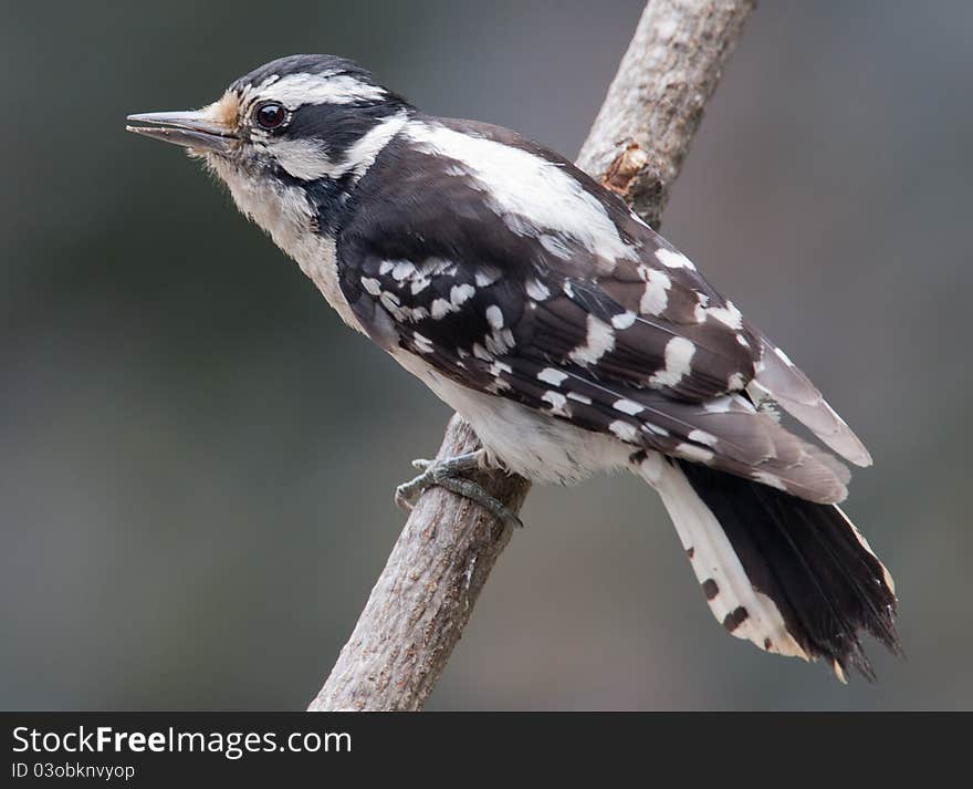 Female downy woodpecker