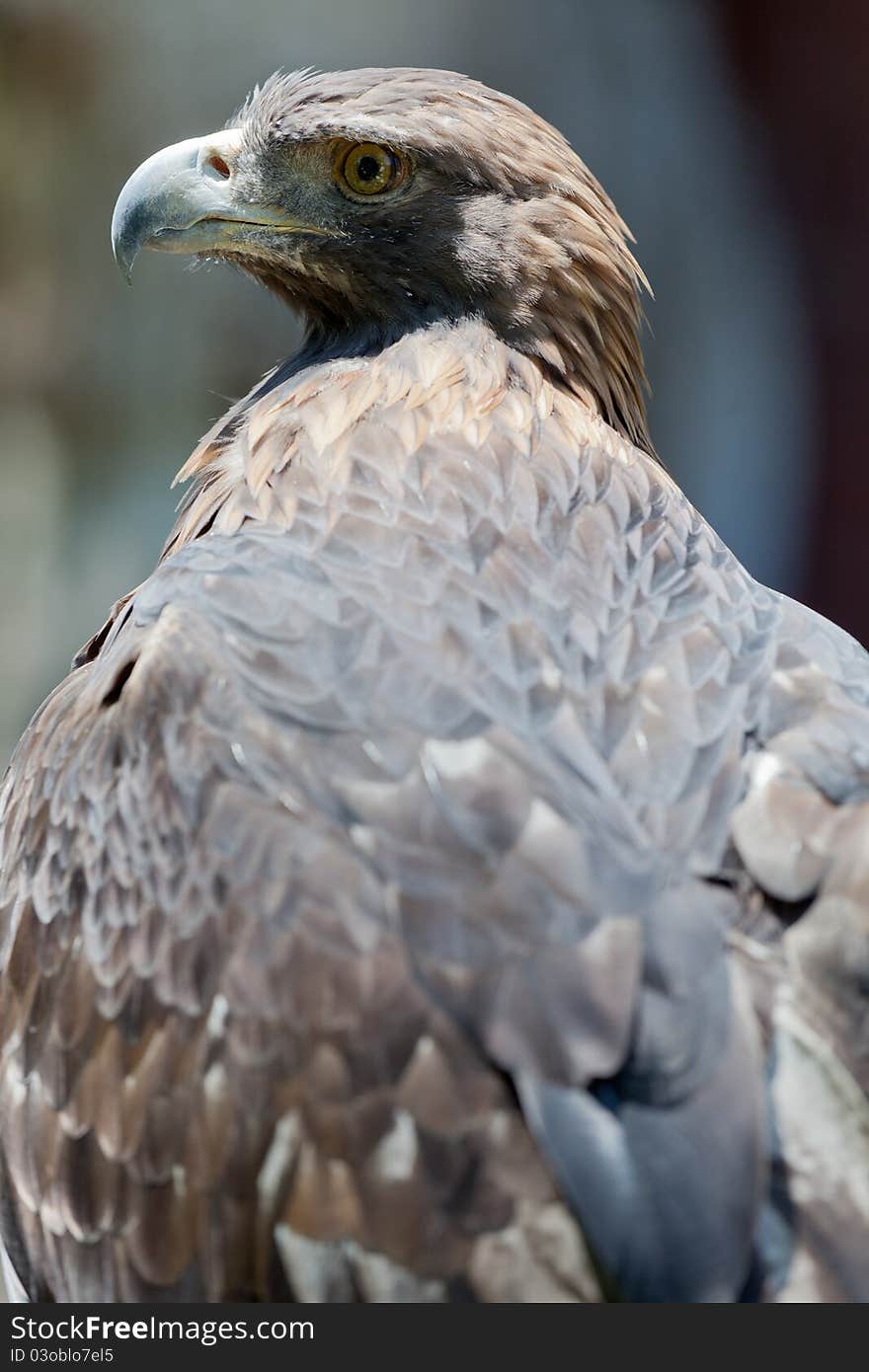 Golden Eagle