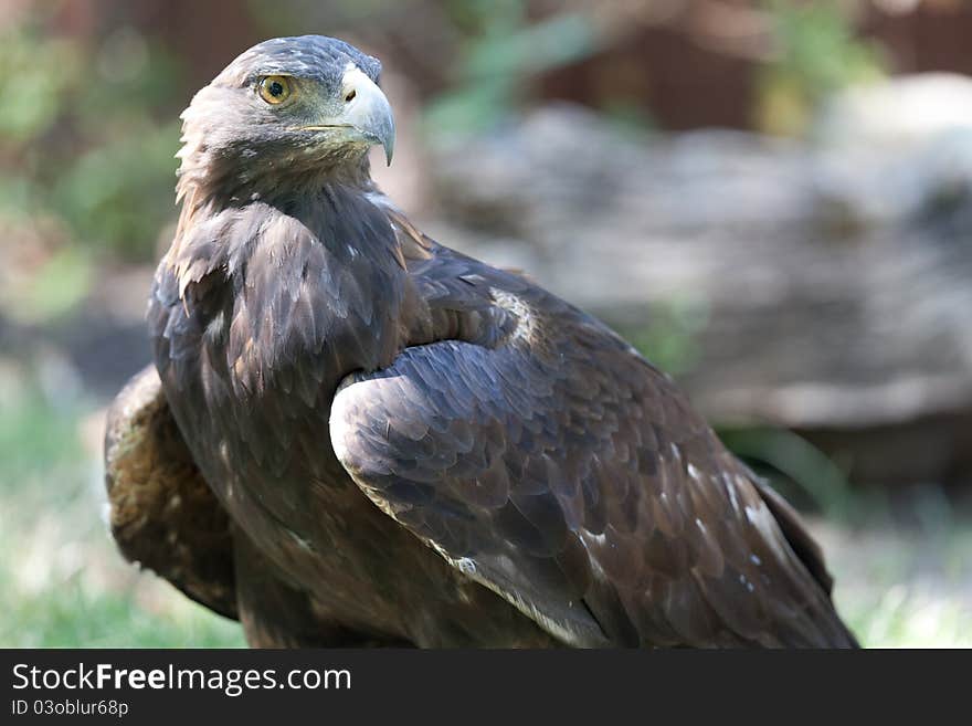 A large golden eagle standing on ground