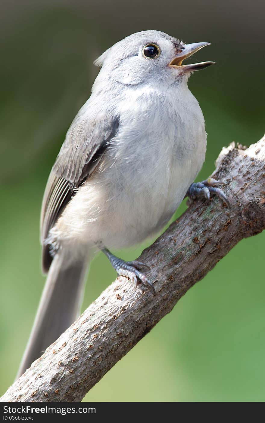 Titmouse singing