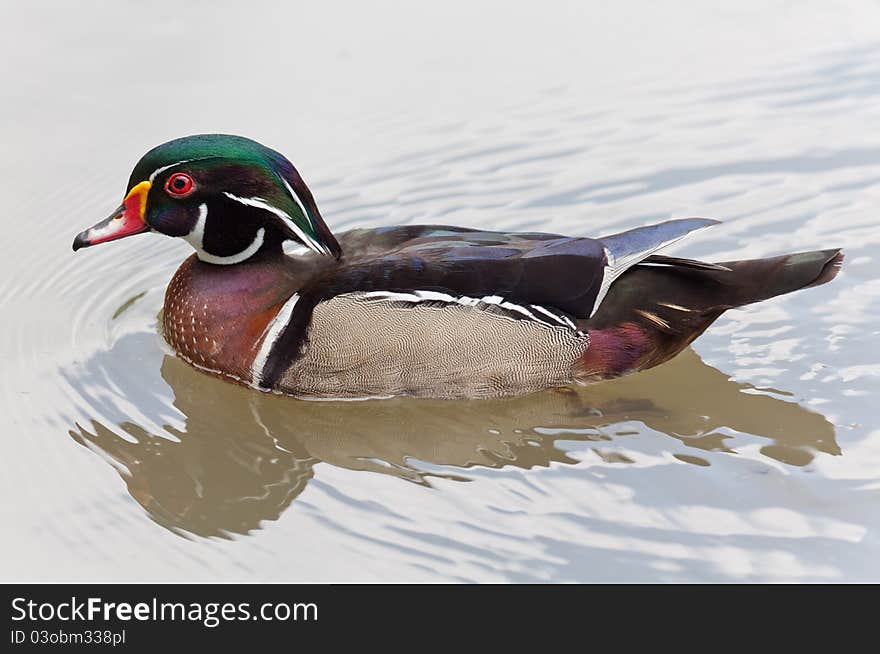Wood duck swimming in a pond
