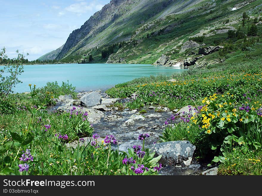 Mountain landscape with lake and flowers, Gorny Altai, Russia. Mountain landscape with lake and flowers, Gorny Altai, Russia