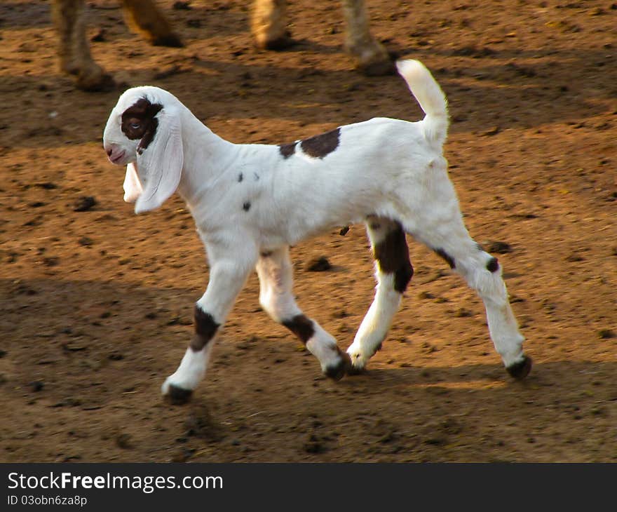 A Little white goat is playing in farm. A Little white goat is playing in farm.