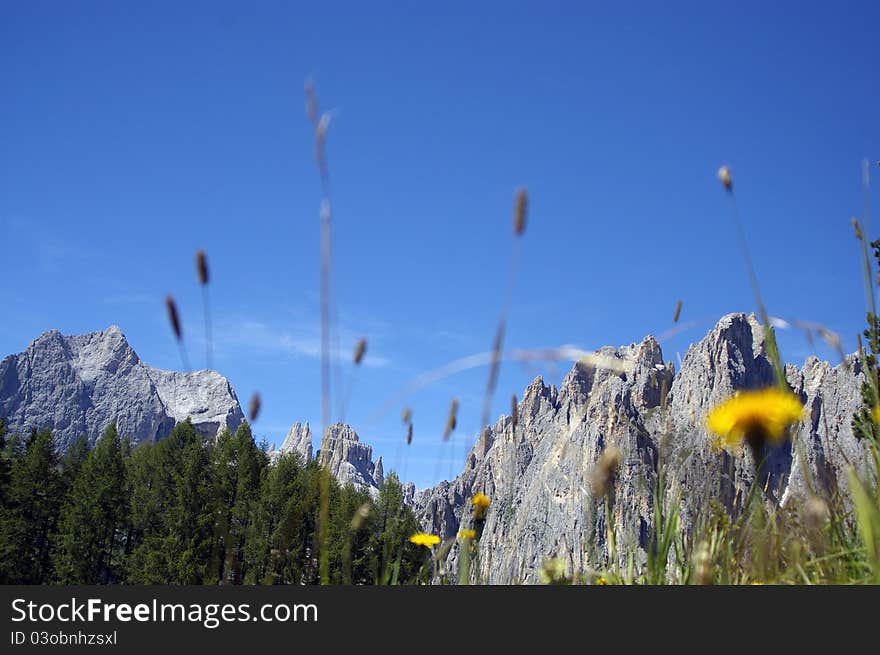 Flowers And Mountains