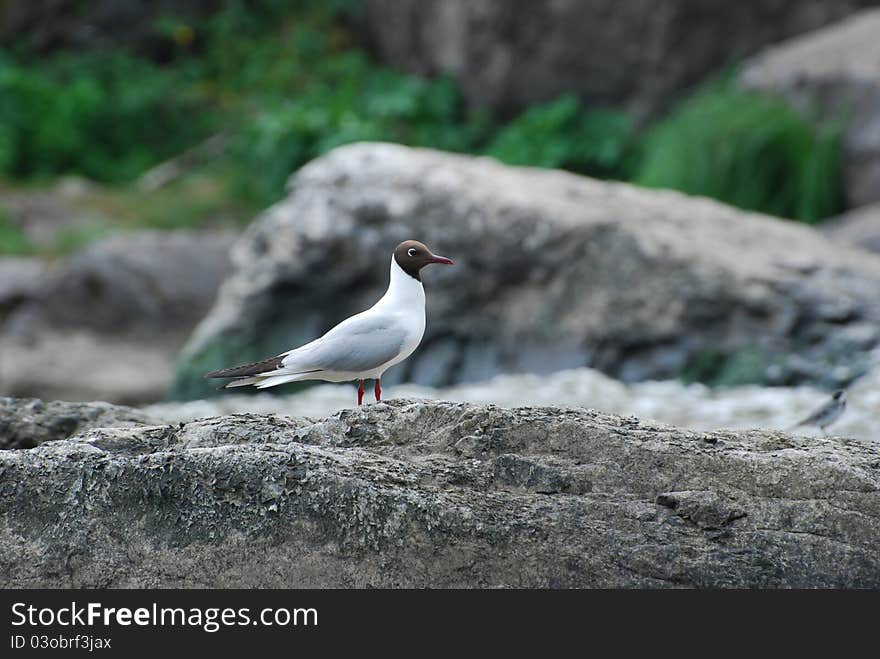 Gull (Larus ridibundus)