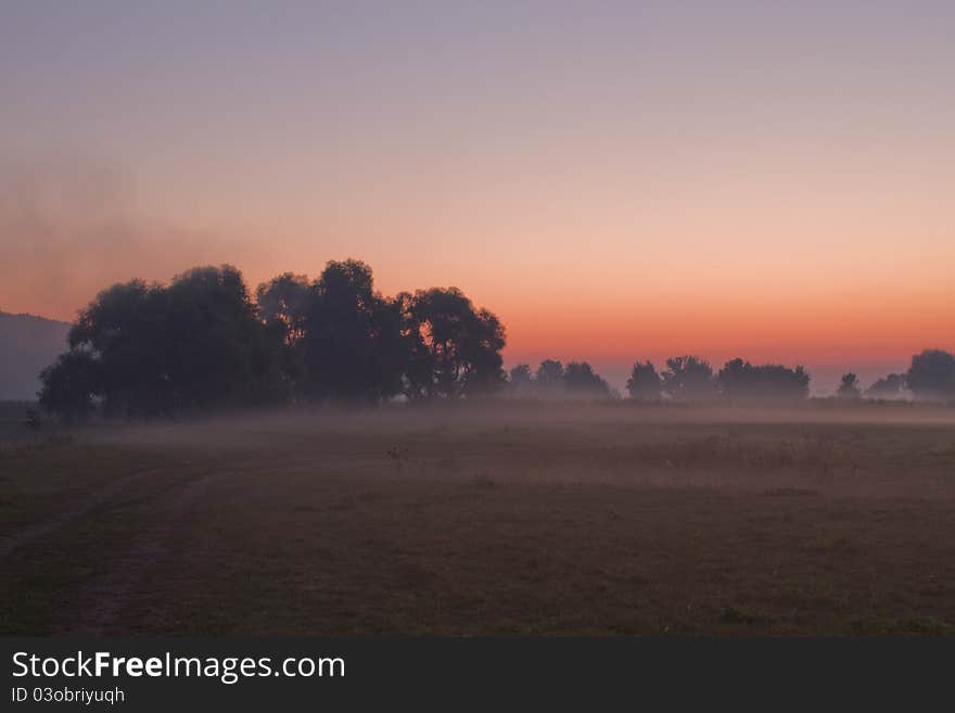 Morning meadow