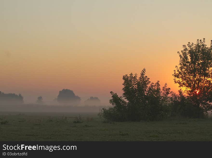 Silhouettes of trees in the morning sky. Silhouettes of trees in the morning sky