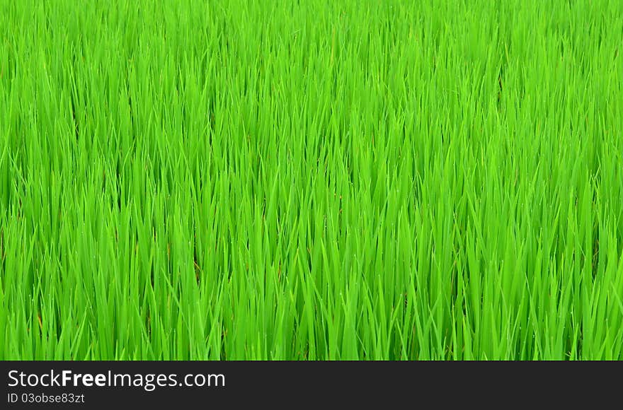 Green rice field