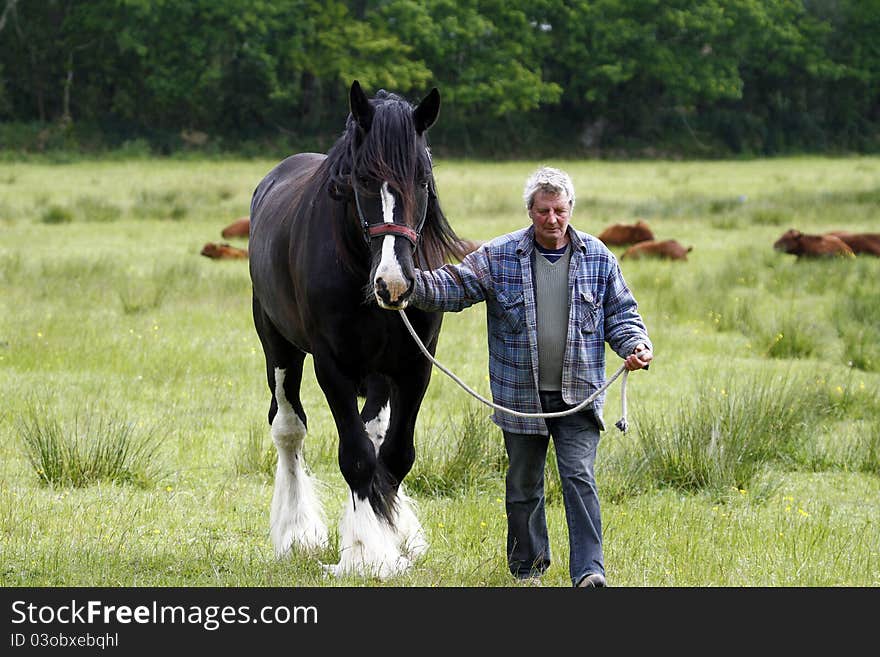 Working Shire Horse, a gentle giant on farm land. Working Shire Horse, a gentle giant on farm land.