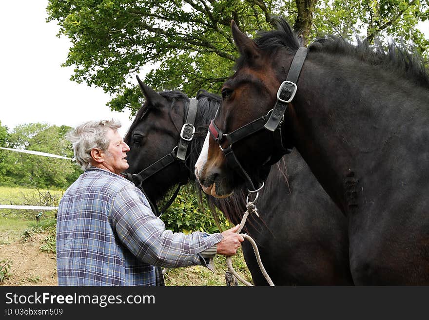 Loyal friends, two shire horses at the end of a hard day's work. Loyal friends, two shire horses at the end of a hard day's work.