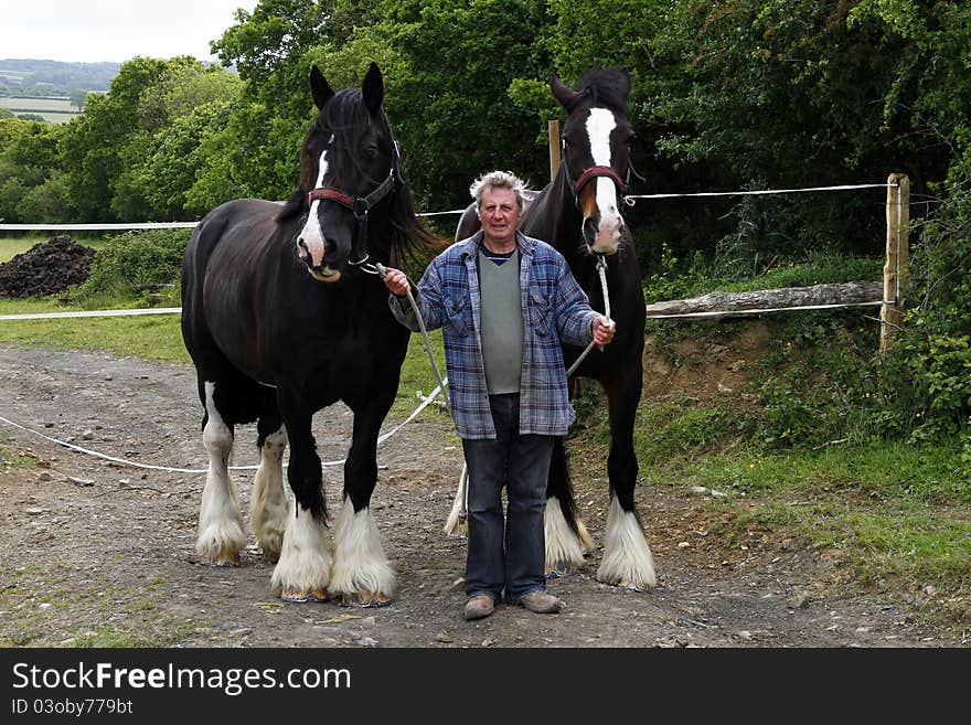 Gentle Giants