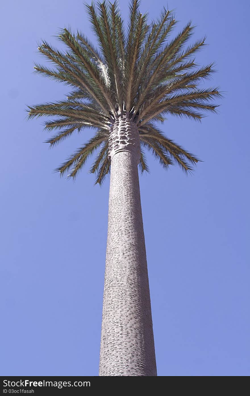 Palm in front of sky. Palm in front of sky