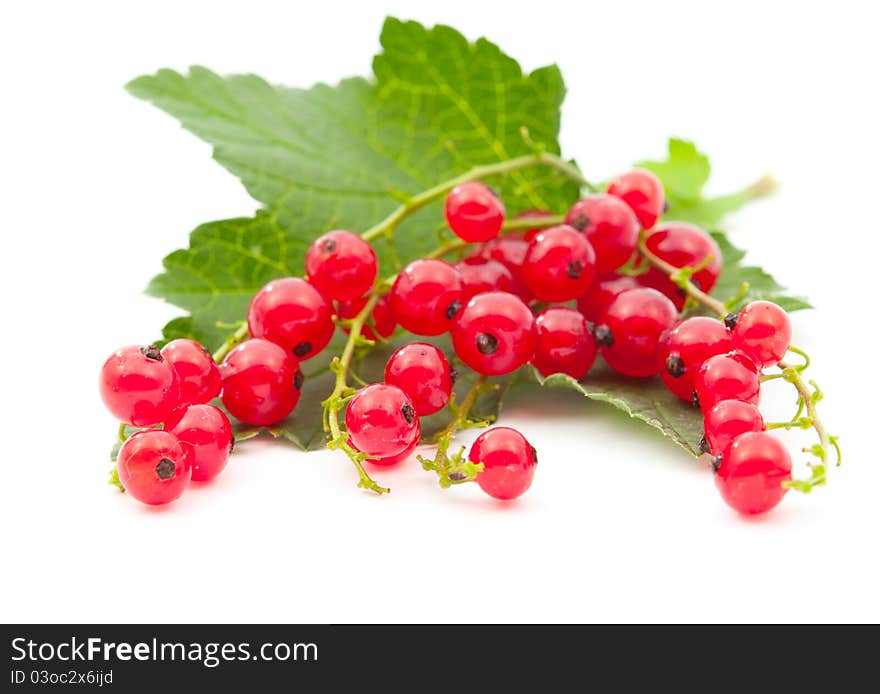 Red currants on a white background