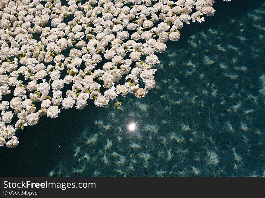 White Flowers