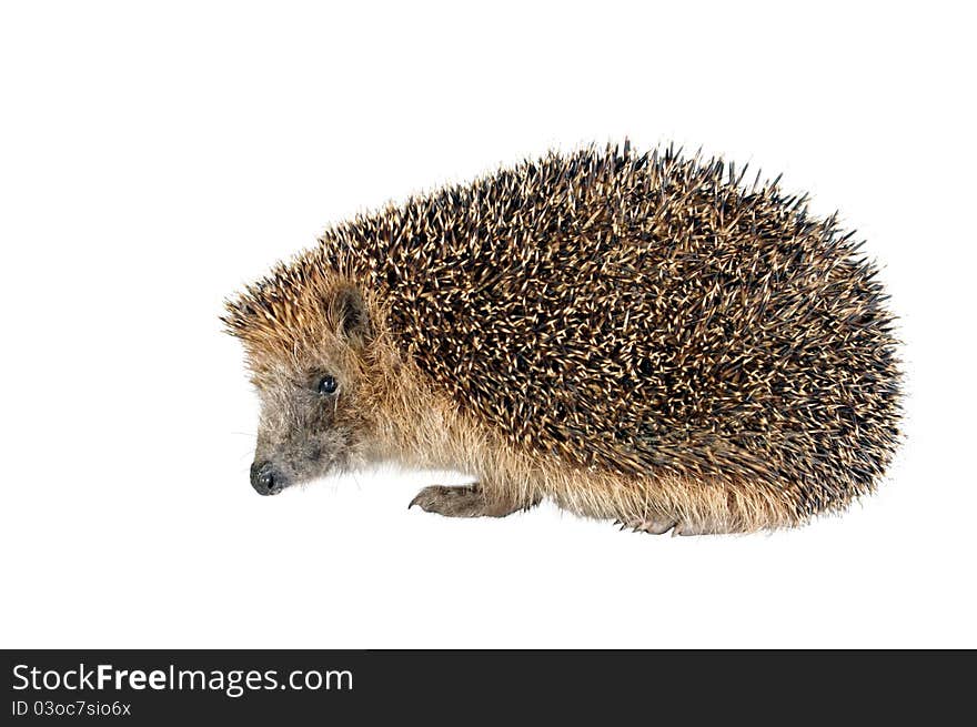 Sitting hedgehog on white background