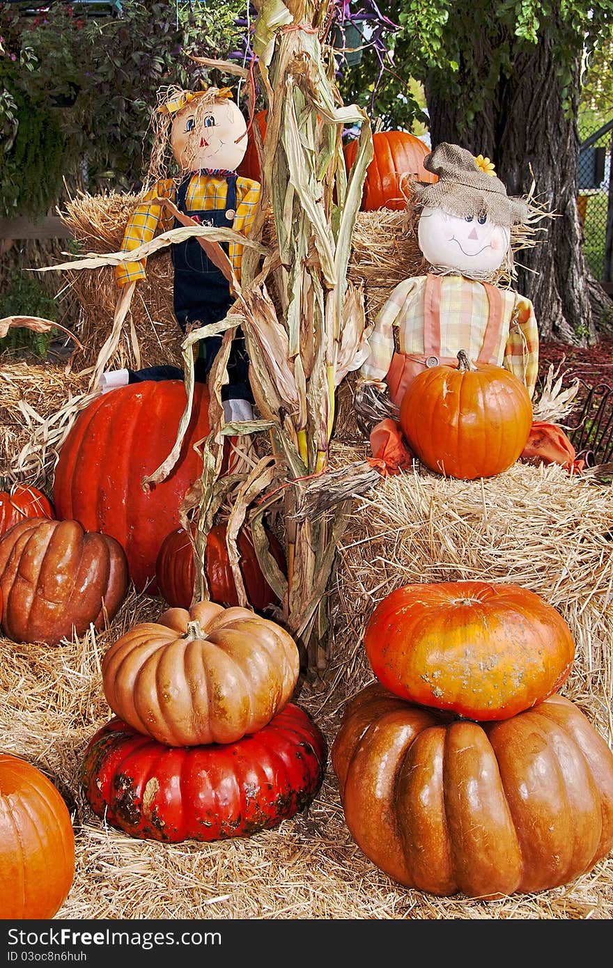 Two strawdolls and bunch of pumpkins. Two strawdolls and bunch of pumpkins