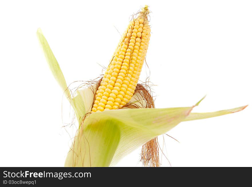 Maize on a white background