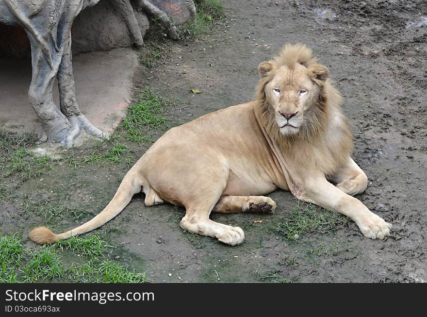 Male white lion in chiang mai night safari thailand