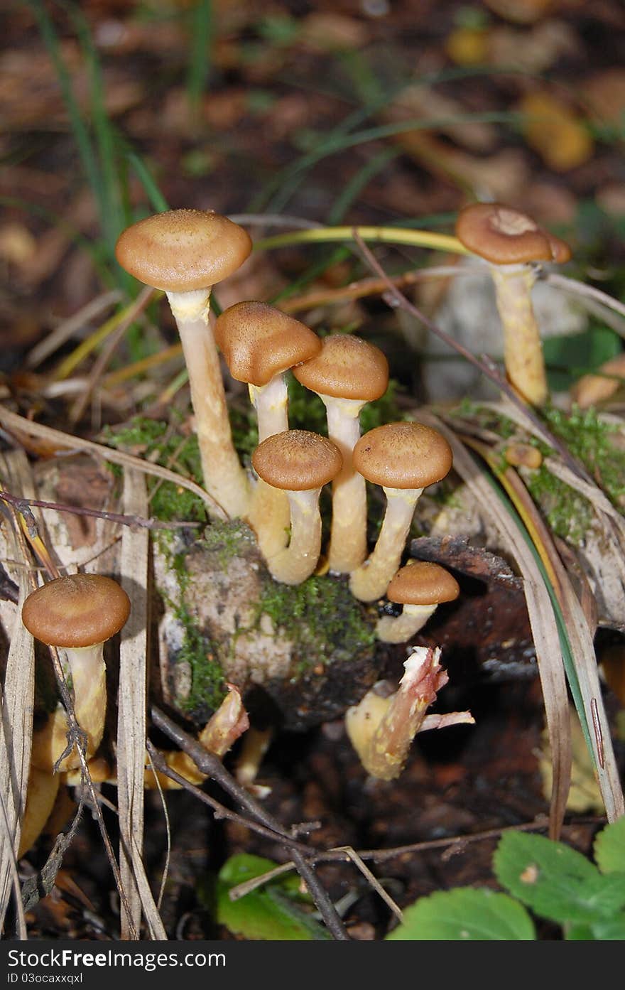 Mushrooms Honey Agarics