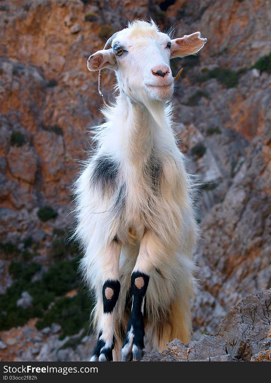 Portrait of a goat standing on the hill in Crete. Portrait of a goat standing on the hill in Crete.