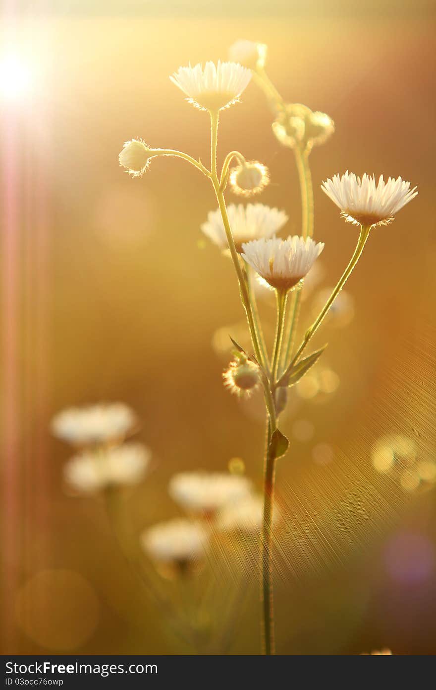 Meadow flowers are in the rays of a calling sun. Meadow flowers are in the rays of a calling sun