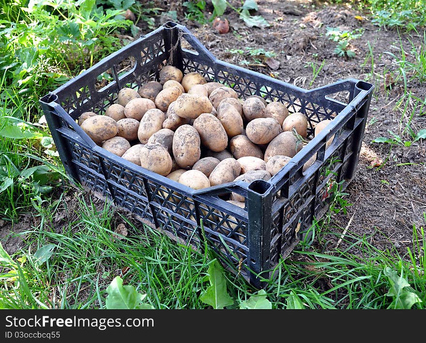 Box with a potato