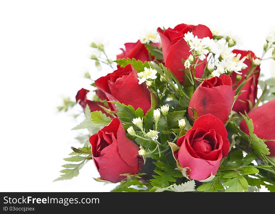 Beautiful red roses on a white background