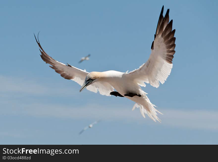 Flying northern gannet