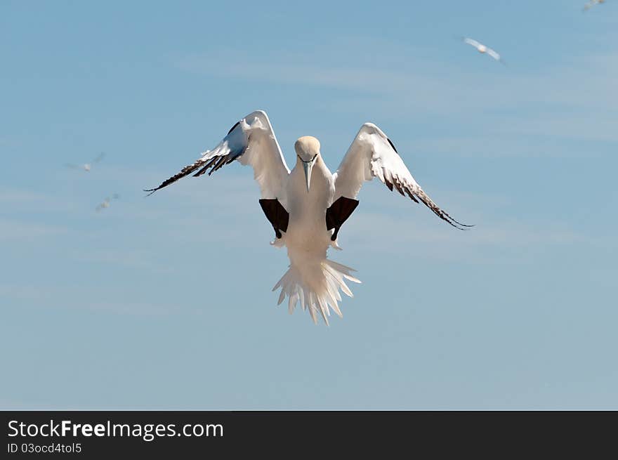 Landing northern gannet