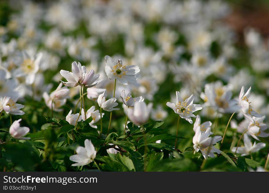 White Anemones