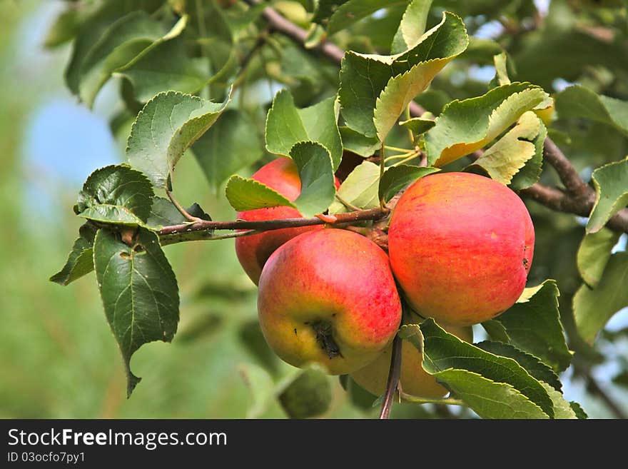 Three red and yellow apples on a tree with a nice bokeh as a background. Three red and yellow apples on a tree with a nice bokeh as a background