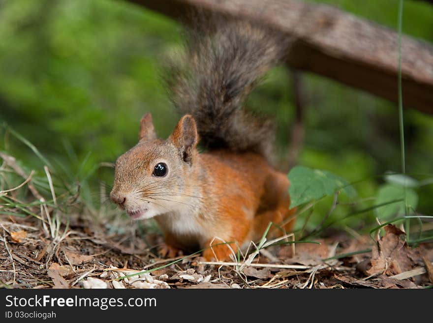 Curious European red squirrel searching for acquai